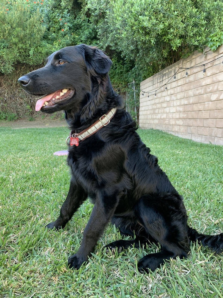 Labrador Golden Retriever rescue