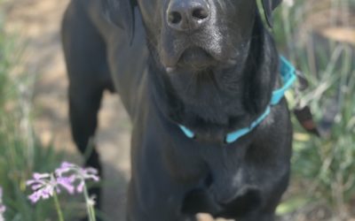 Elvis 1205045